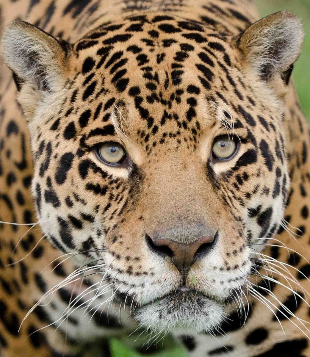 Ягуар - оригинал