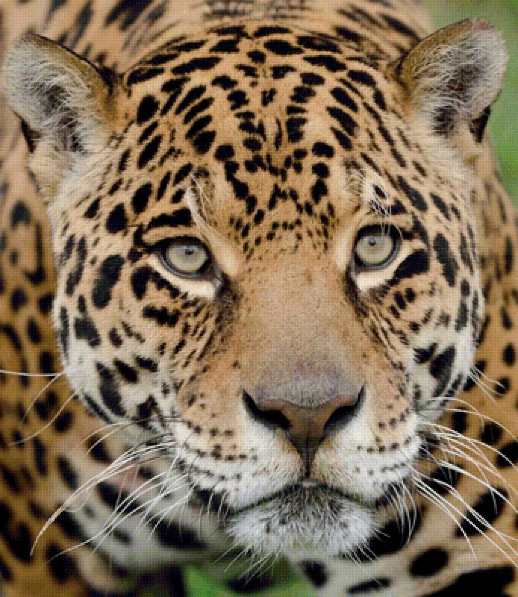 Ягуар - предпросмотр