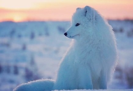 Песец - животное, сеаер, песец - оригинал