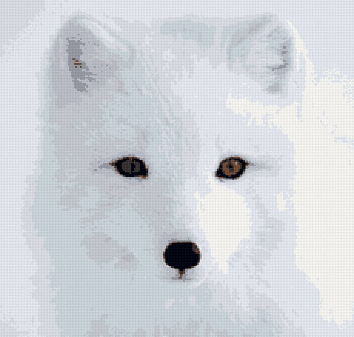 Песец - песец - предпросмотр