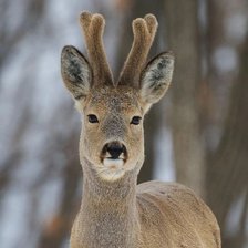 Схема вышивки «№2423581»