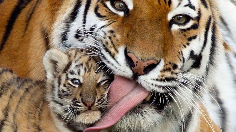 тигр с сыном - животные - оригинал