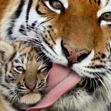 тигр с сыном