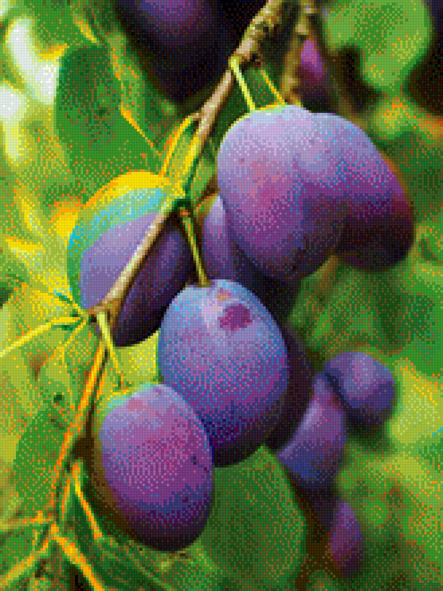 Сливы - предпросмотр