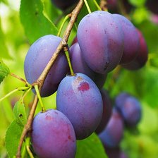 Схема вышивки «Сливы»