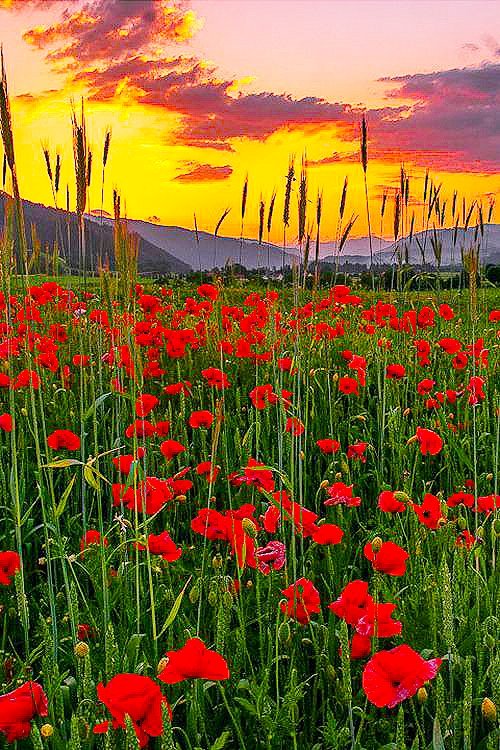 Маки на закате - поле, лето, маки - оригинал