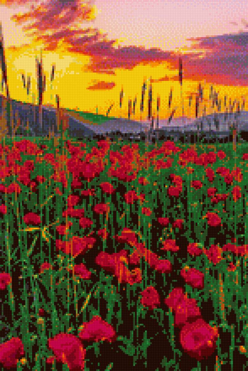 Маки на закате - маки, поле, лето - предпросмотр