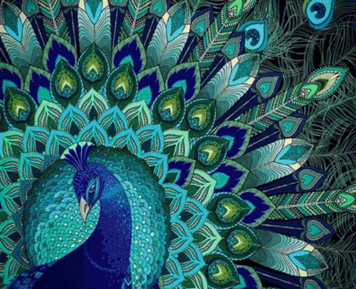 Павлин - птица - предпросмотр