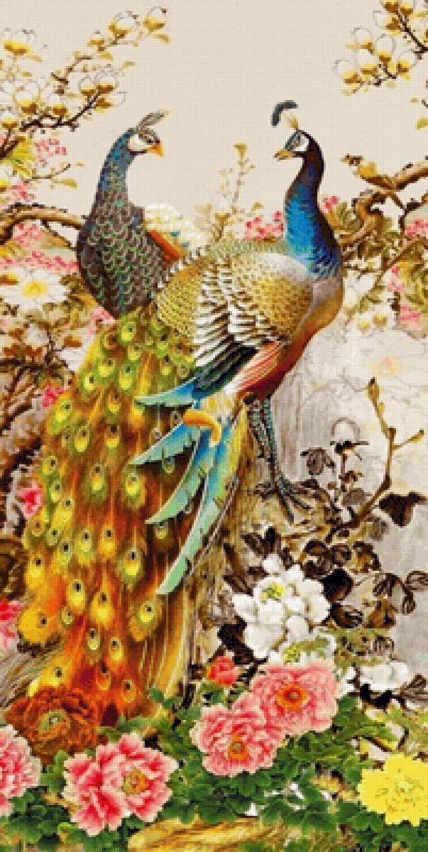 Павлины - птицы - предпросмотр