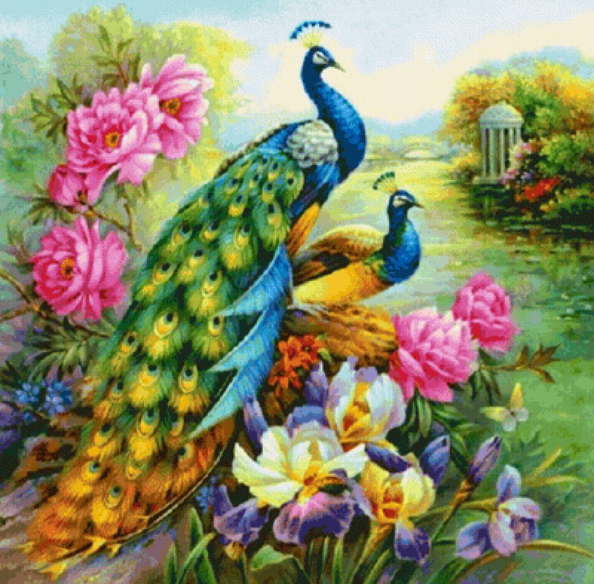 Павлины - птицы - предпросмотр