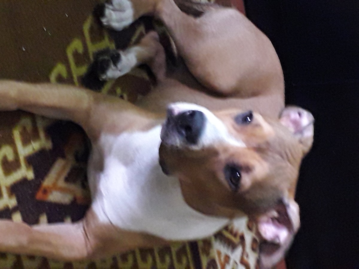 джесси - оригинал