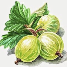 Схема вышивки «Ягоды»