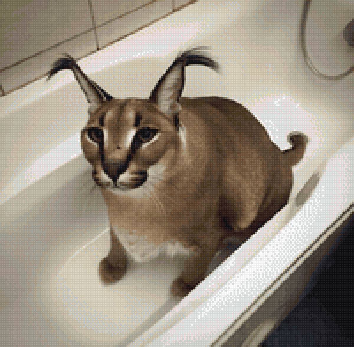 Шлепа - предпросмотр