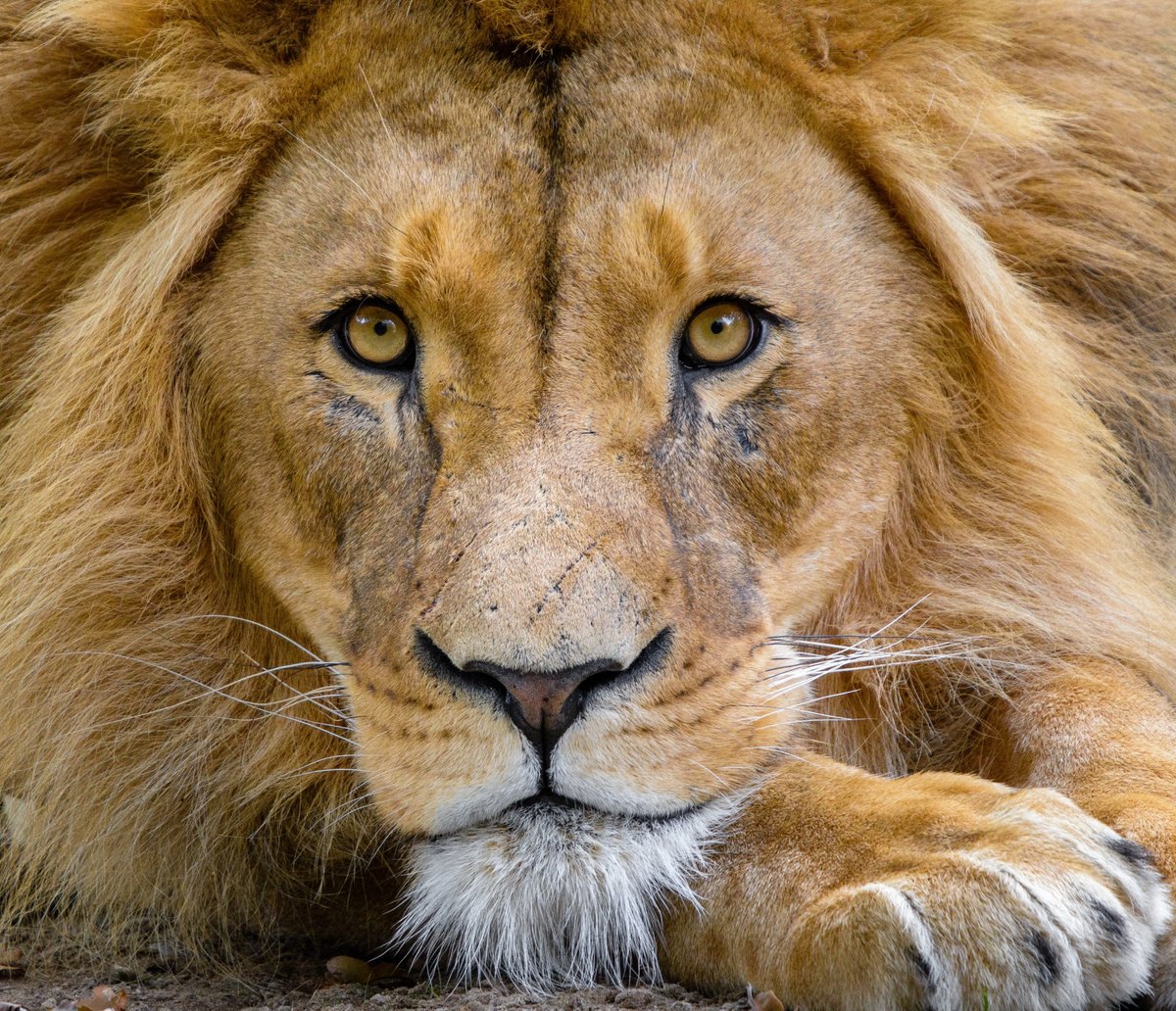 Лев - оригинал