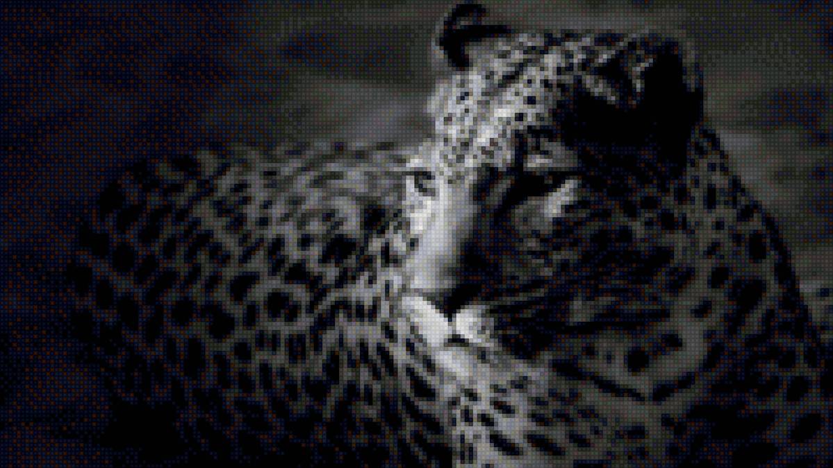 Леопард - леопард, монохром - предпросмотр