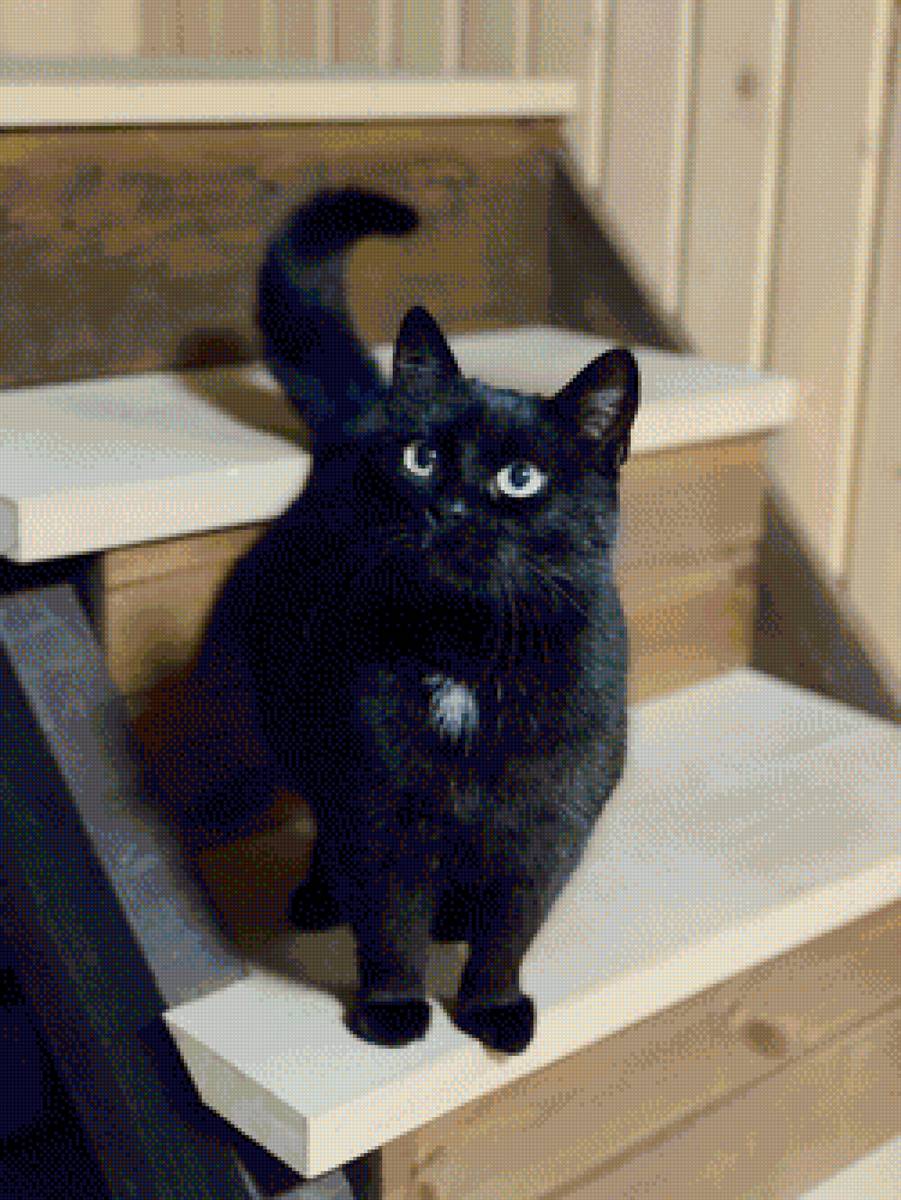 Кошка - черная кошка, кошка - предпросмотр