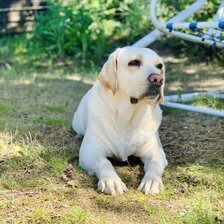 Схема вышивки «Собака»