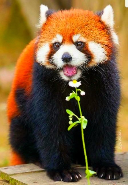 Красная панда - животное, панда, красная - оригинал