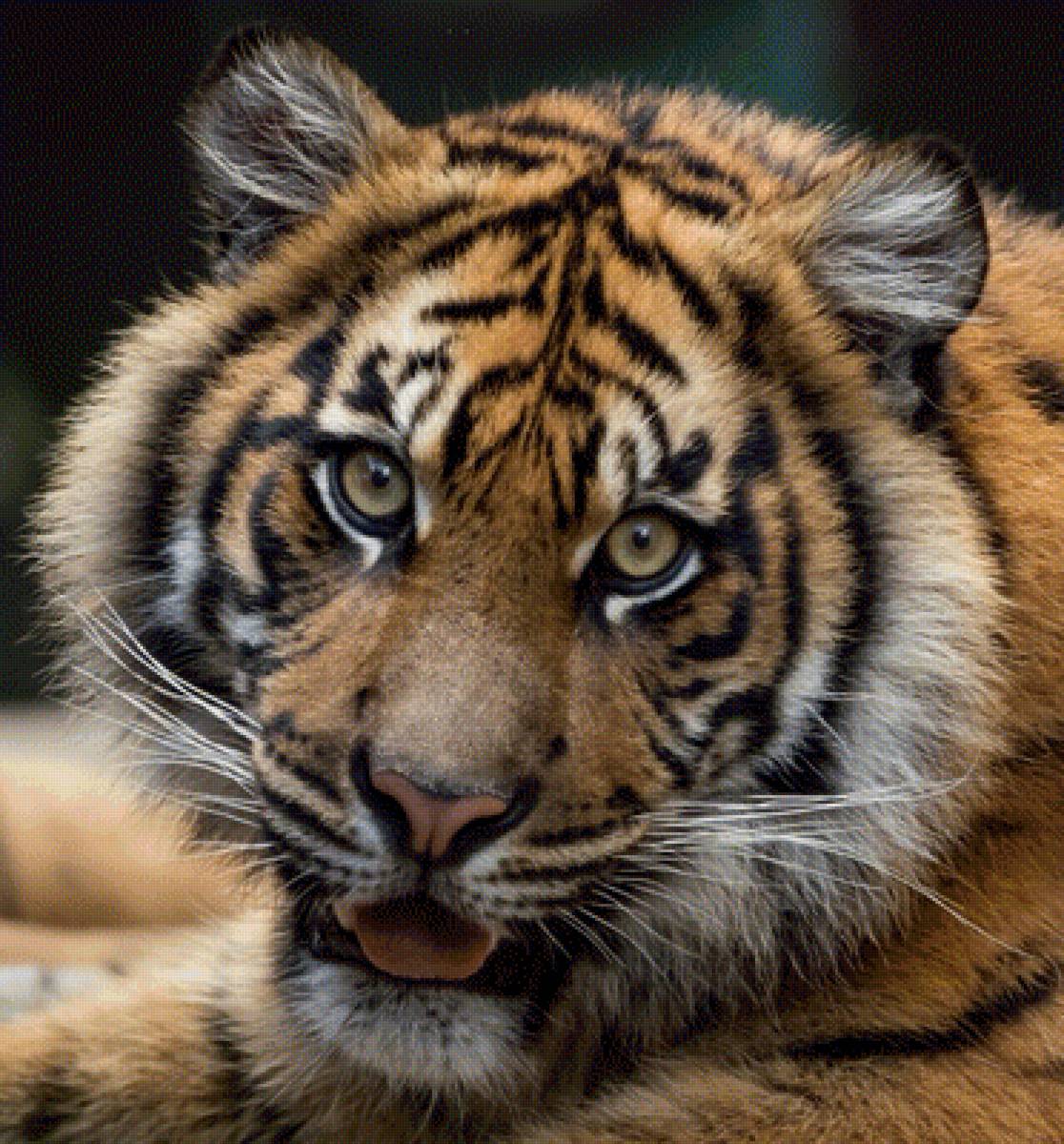 №2426524 - предпросмотр