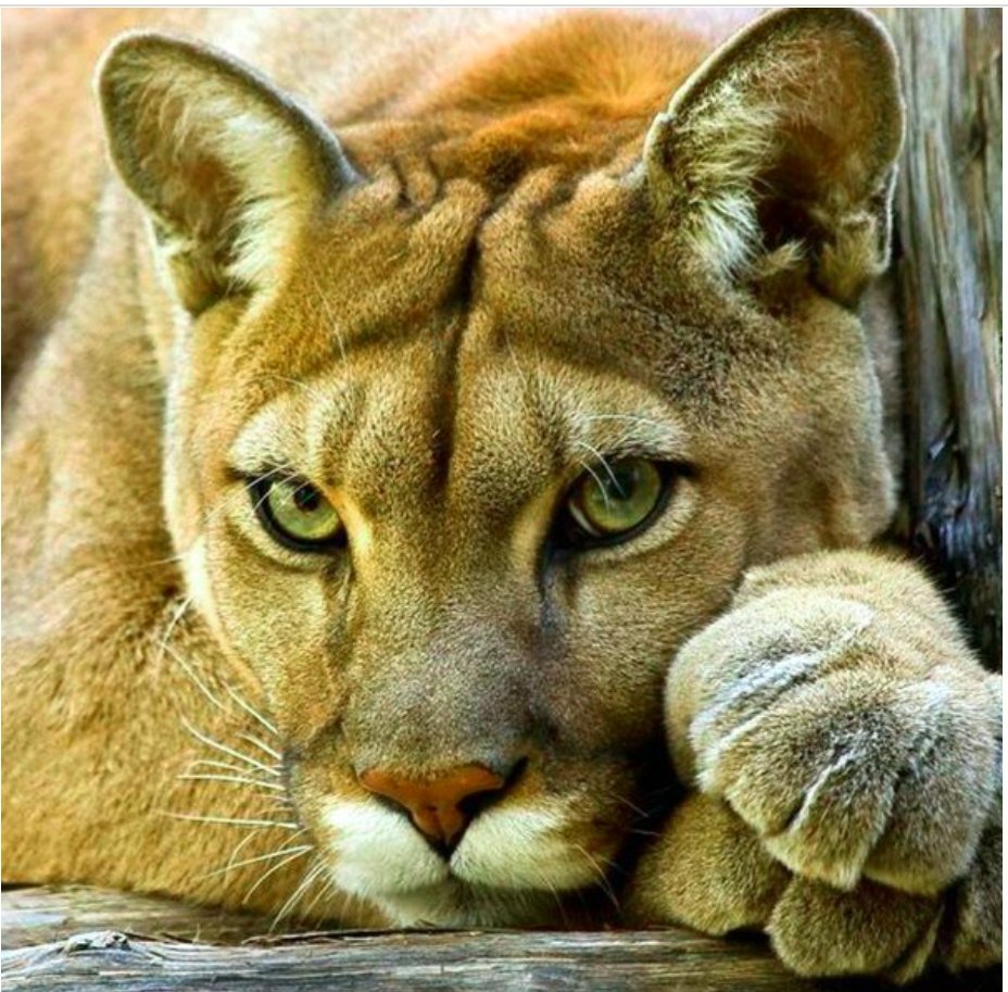 Puma 2 - оригинал