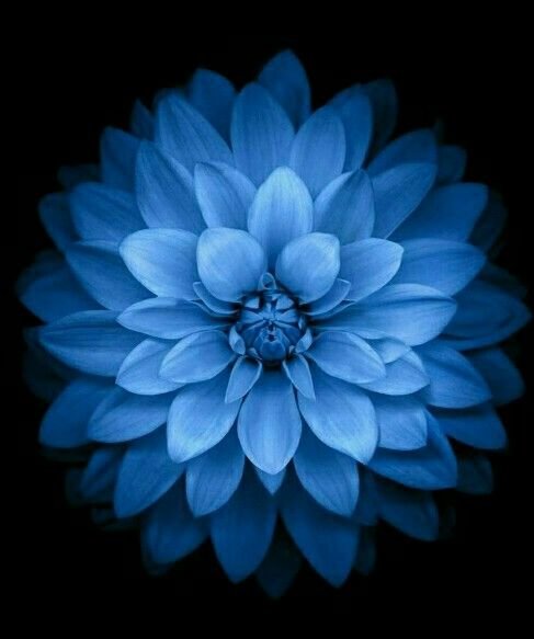 flor - flor - оригинал