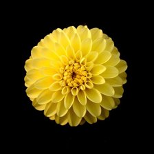 Схема вышивки «flor»