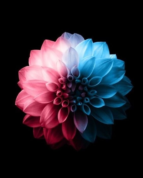 flor - flor - оригинал