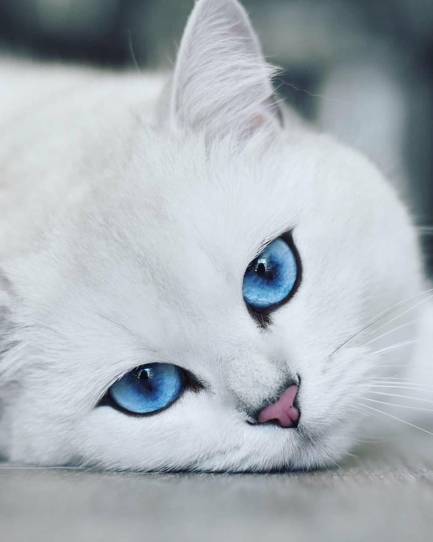 кошка - оригинал