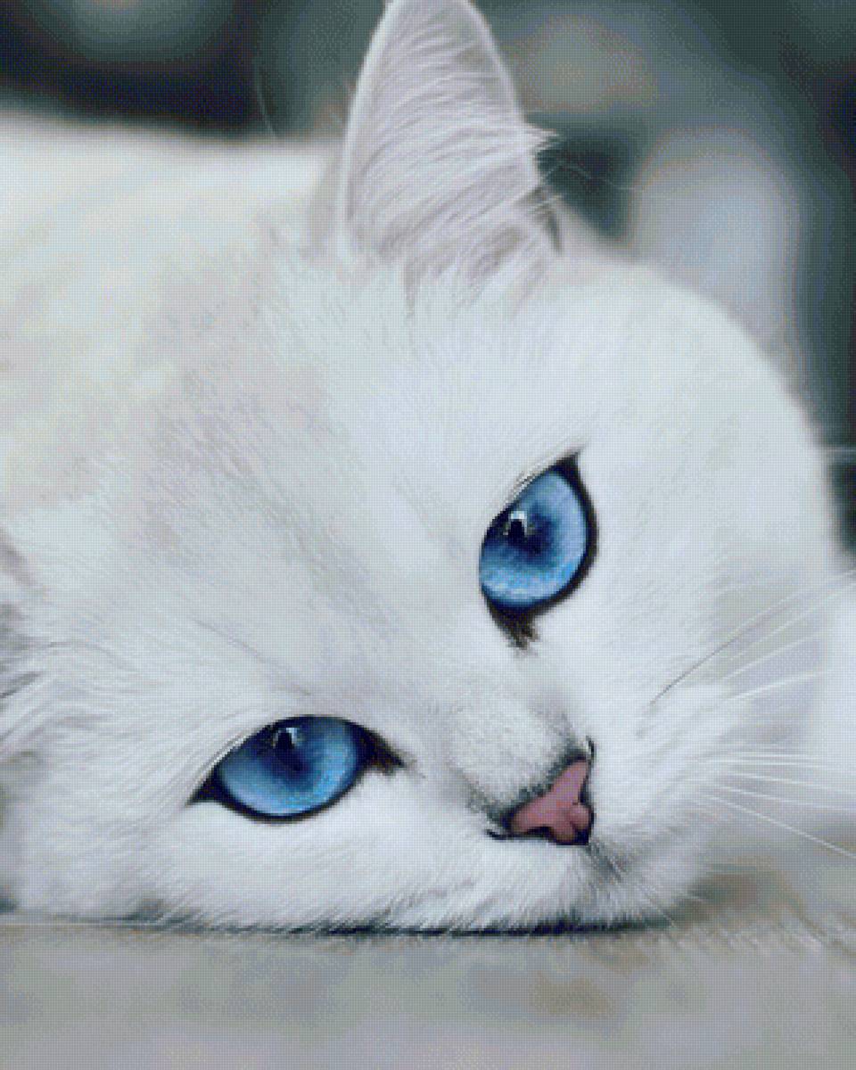 кошка - предпросмотр