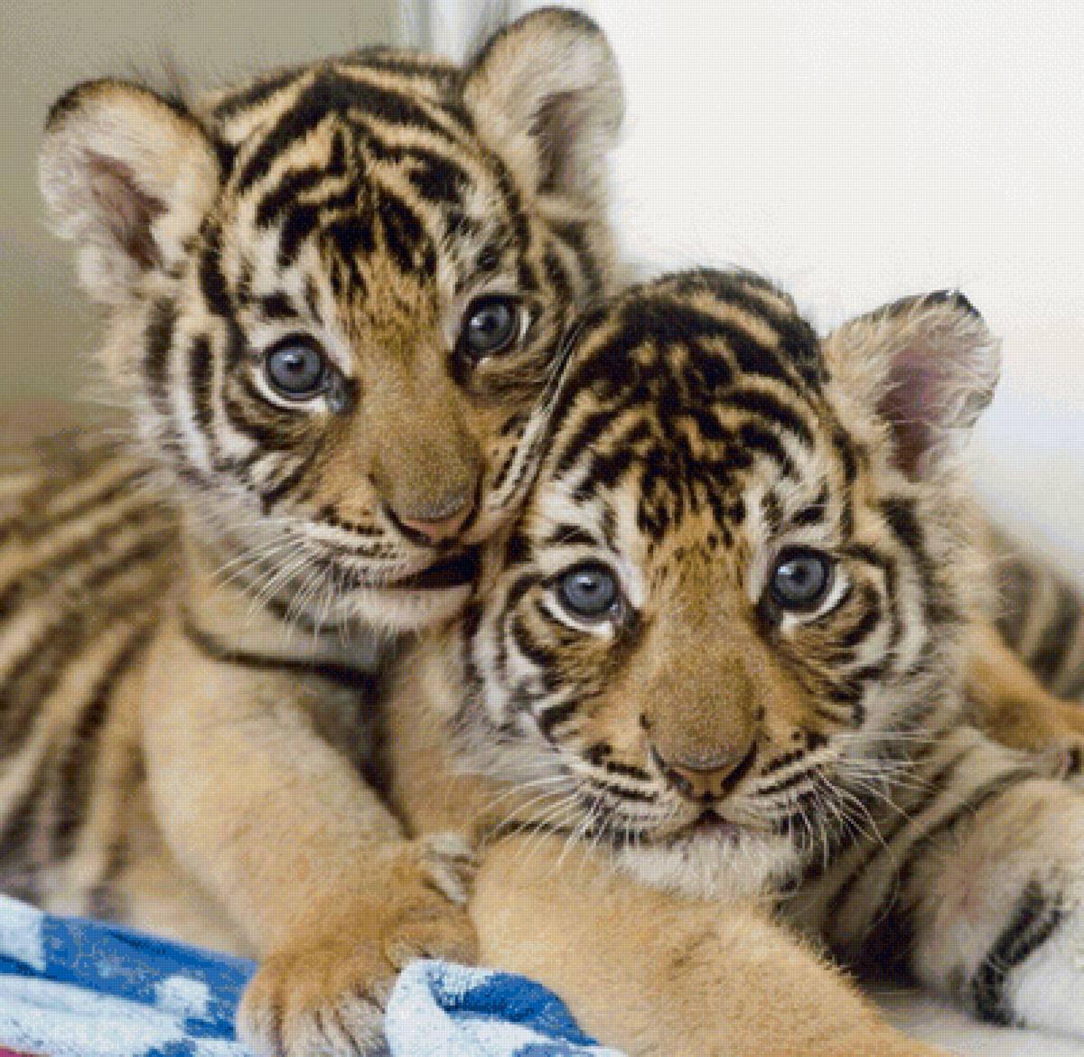 Тигрята - предпросмотр