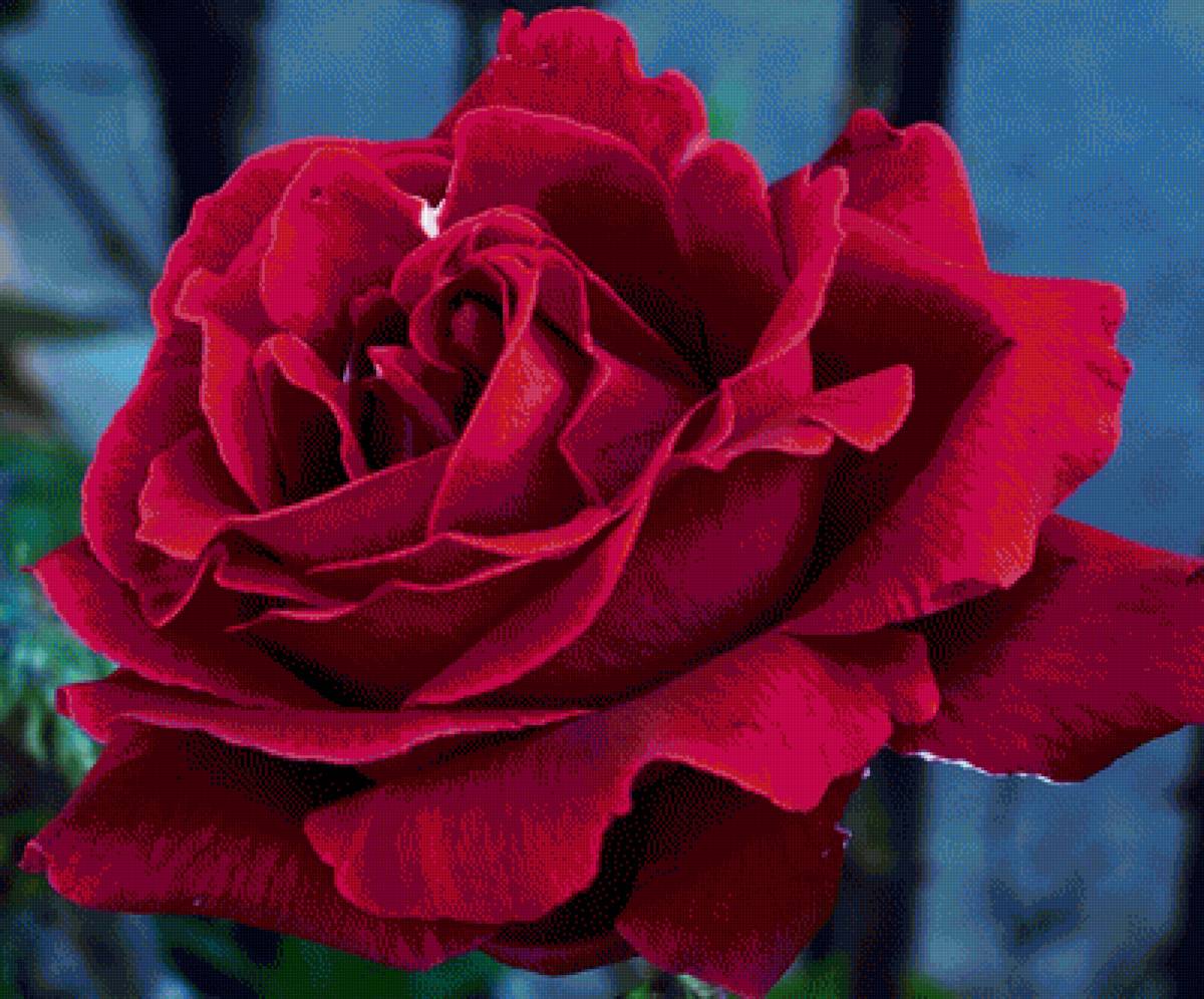 Роза - предпросмотр