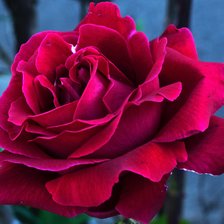 Схема вышивки «Роза»