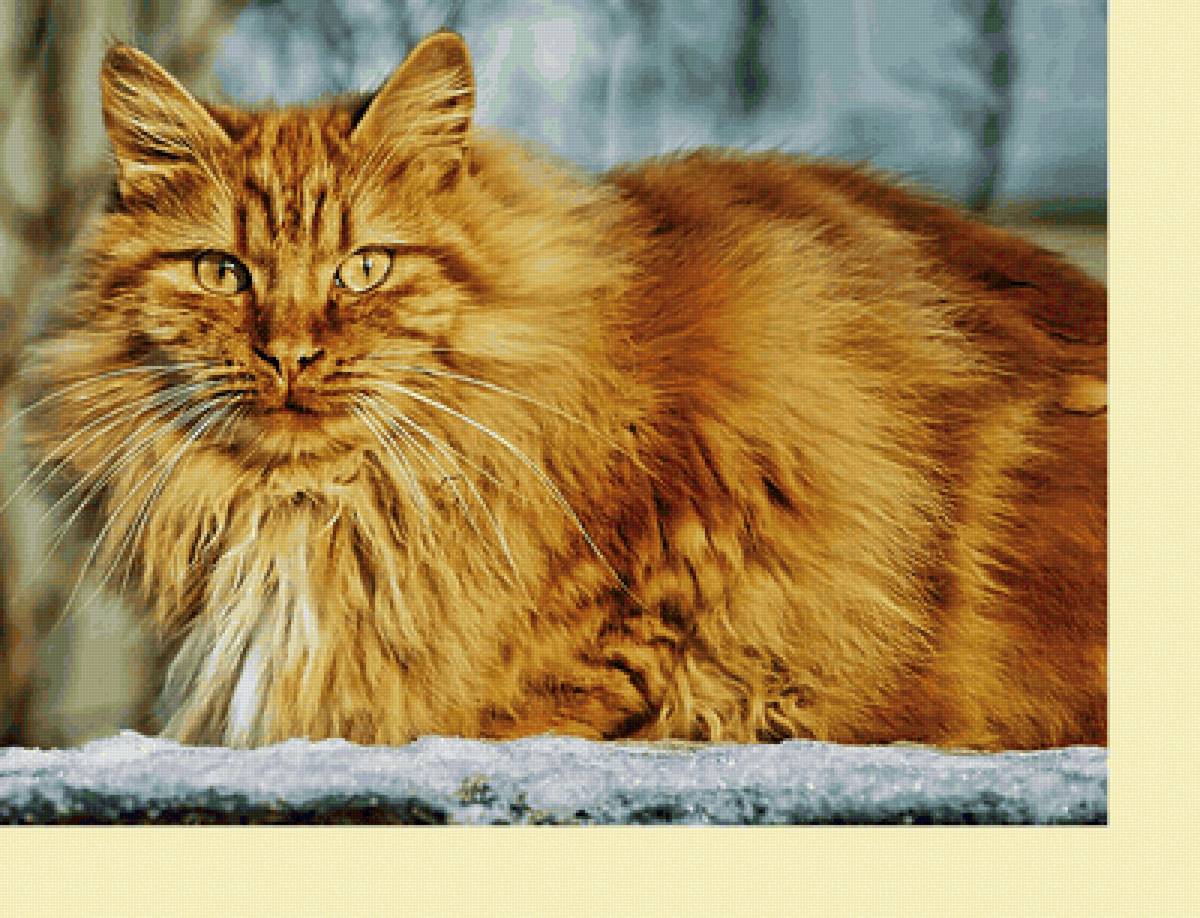 Серия "Коты" - коты, фауна, животные - предпросмотр