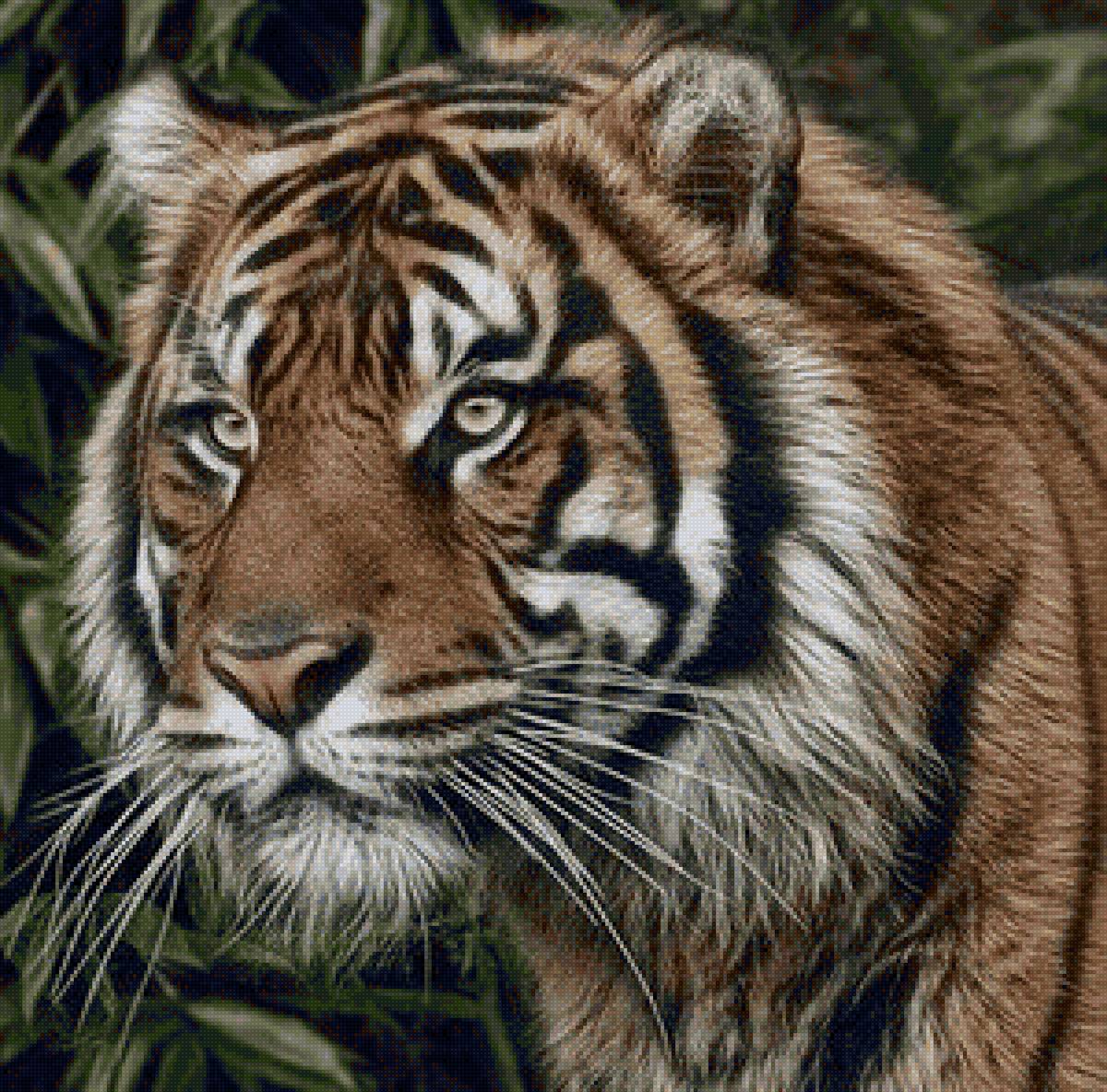 дикие - предпросмотр