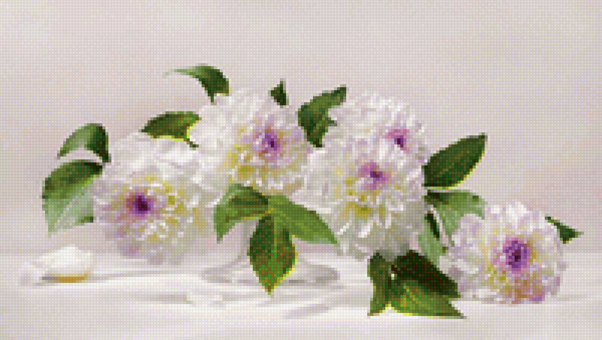 Белые георгины - цветы - предпросмотр