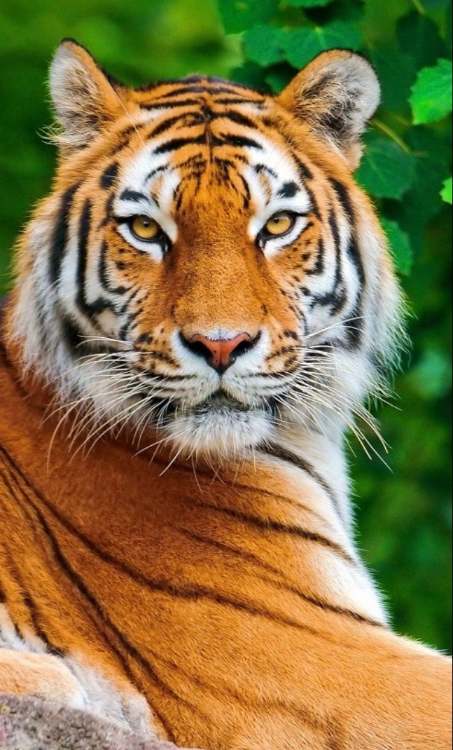 Тигр - новый год 2022, котик, тигр - оригинал