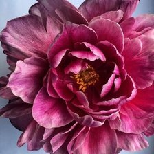 Схема вышивки «Цветок»