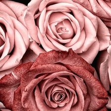 Схема вышивки «Пудровые розы»