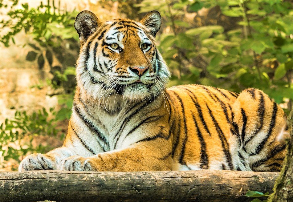 №2429590 - оригинал