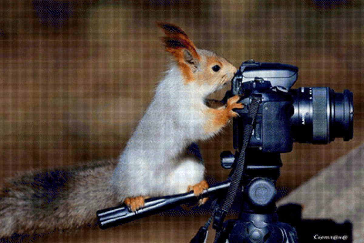 №2429669 - предпросмотр