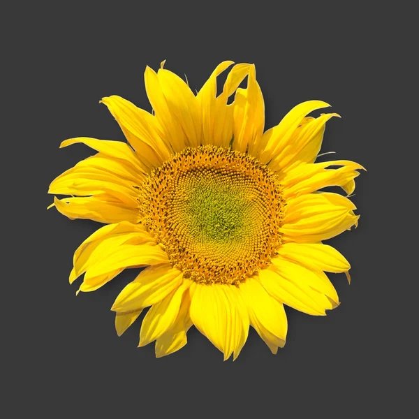 girrasol - flores - оригинал