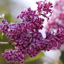 Схема вышивки «Ветка сирени»