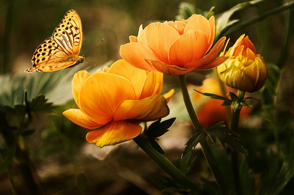 Бабочка - бабочка, сад, цветочки, весна - оригинал