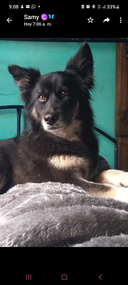 Kiara 2 - perrita - оригинал