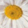 Предпросмотр схемы вышивки «Ромашки» (№2430284)
