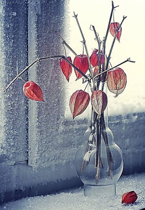 Физалис - физалис - оригинал