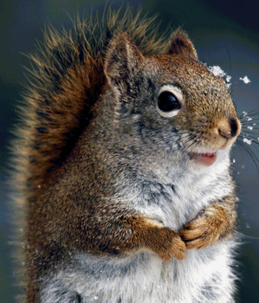 Белка - предпросмотр