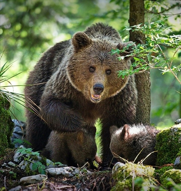 Семейка мишек - животные, медведи - оригинал