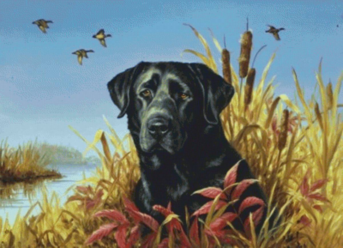 Собака - животные - предпросмотр