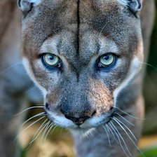 Схема вышивки «№2432343»